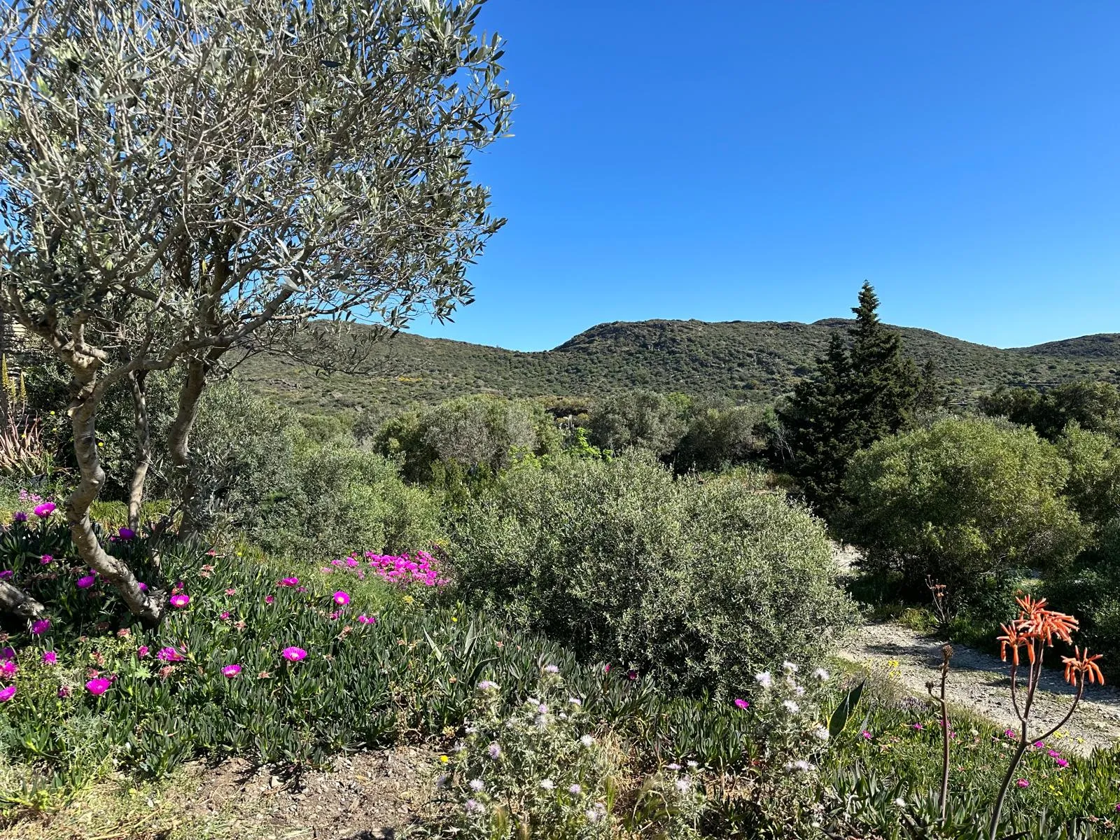 Oliviers et vue sur la mer depuis Le Casot